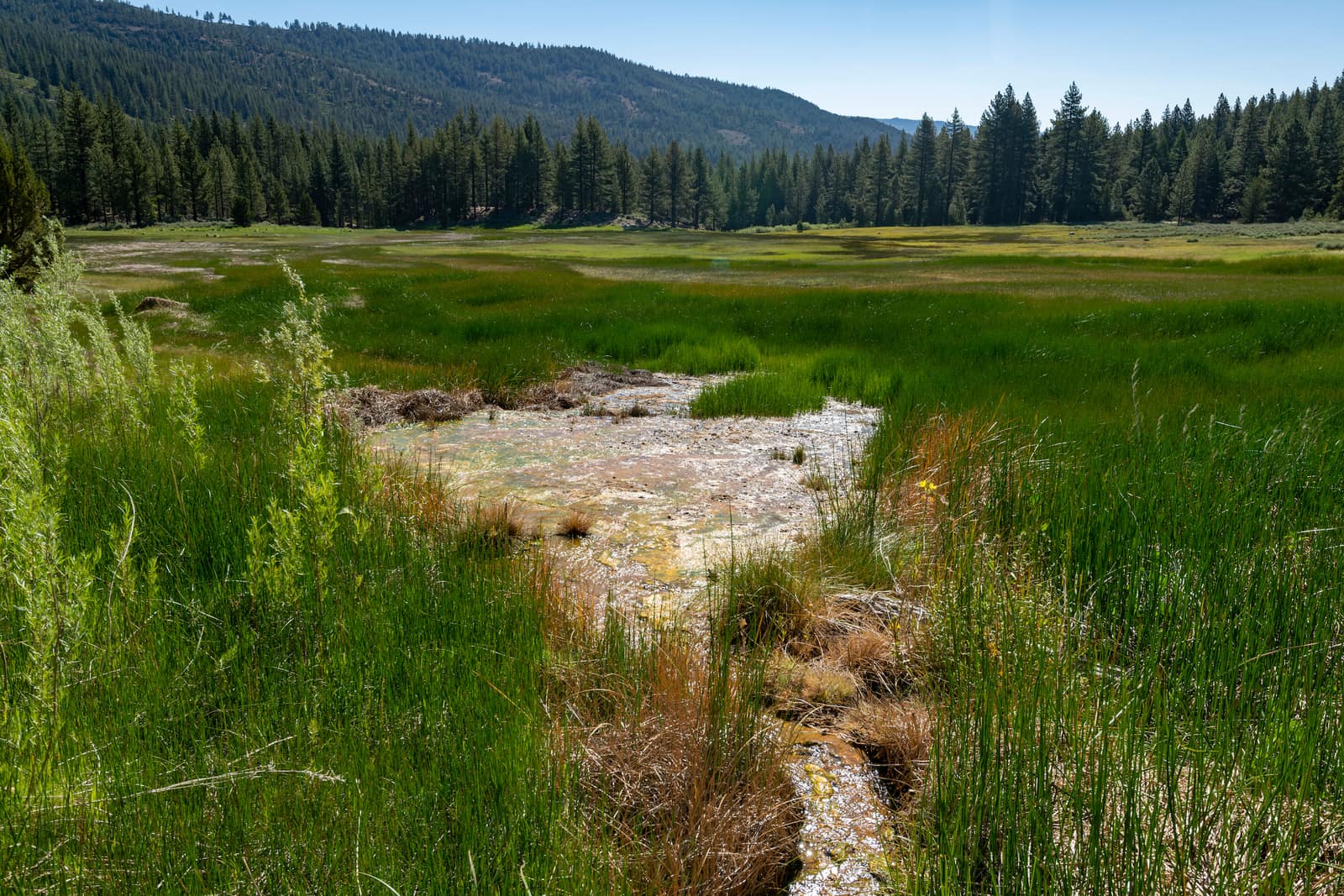 Mineral-stained ground where the spring runs out into the meadow, June 2020. Grover Hot Springs State Park in Markleeville, CA.